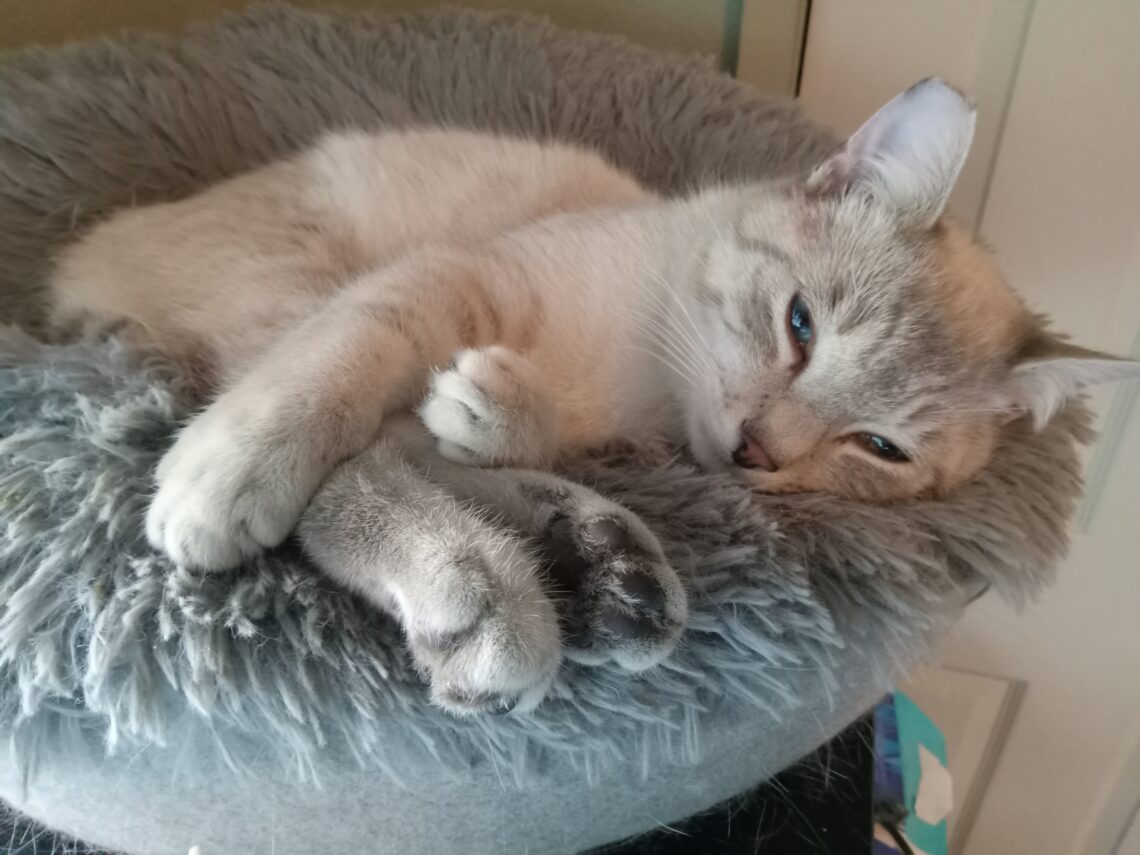 Sabre sleeping on a cat tower