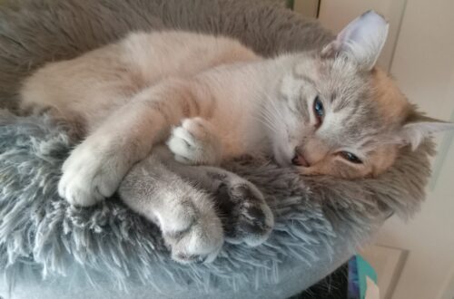 Sabre sleeping on a cat tower