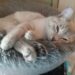 Sabre sleeping on a cat tower