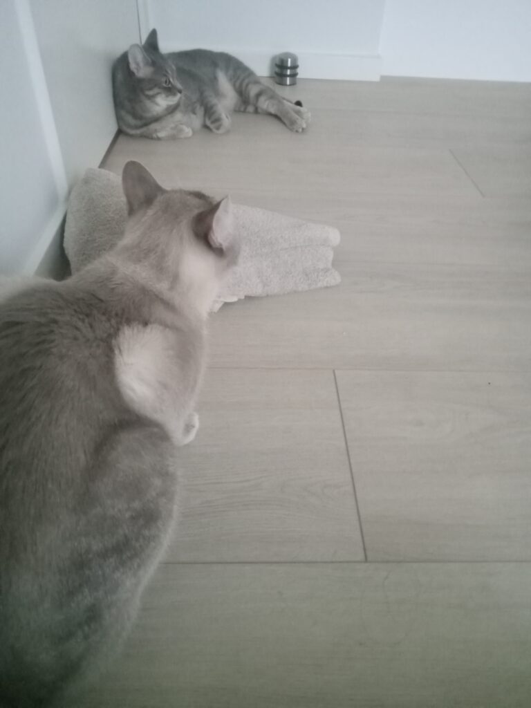 Sabre and Zorro